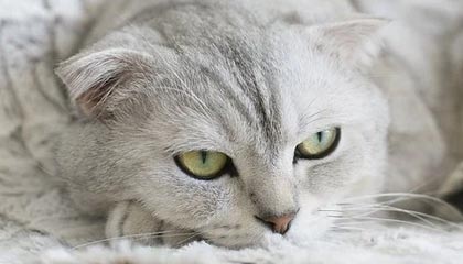 九游娱乐(jiuyou)官方网站-上海德比：申花强势压制申鑫，取得连胜